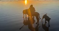 avatar petsitter