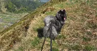 avatar petsitter