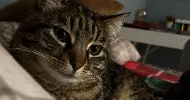avatar petsitter