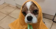avatar petsitter