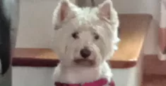 avatar petsitter