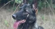 avatar petsitter