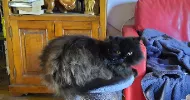 avatar petsitter