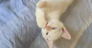 avatar petsitter
