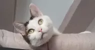 avatar petsitter