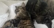 avatar petsitter