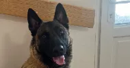 avatar petsitter