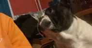 avatar petsitter