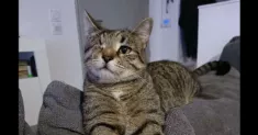 avatar petsitter