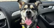 avatar petsitter