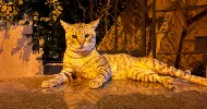avatar petsitter