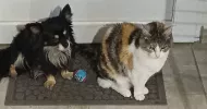 avatar petsitter
