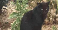 avatar petsitter