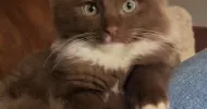 avatar petsitter