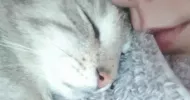avatar petsitter