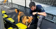 avatar petsitter