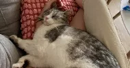 avatar petsitter
