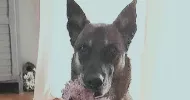 avatar petsitter