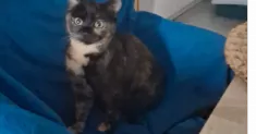 avatar petsitter