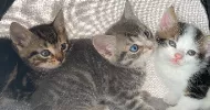 avatar petsitter