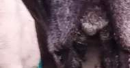 avatar petsitter