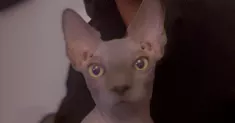 avatar petsitter