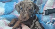 avatar petsitter