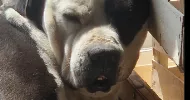 avatar petsitter