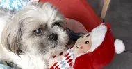 avatar petsitter