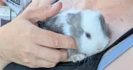 avatar petsitter