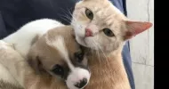 avatar petsitter