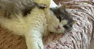 avatar petsitter