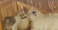 avatar petsitter