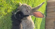 avatar petsitter