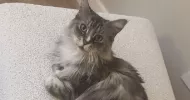 avatar petsitter