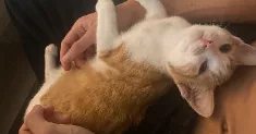 avatar petsitter