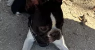 avatar petsitter