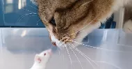 avatar petsitter