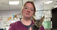 avatar petsitter