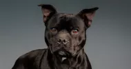 avatar petsitter