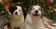 avatar petsitter