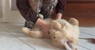 avatar petsitter