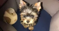 avatar petsitter