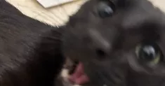 avatar petsitter