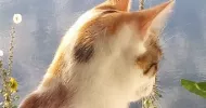 avatar petsitter