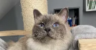 avatar petsitter