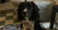 avatar petsitter
