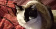 avatar petsitter