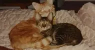 avatar petsitter