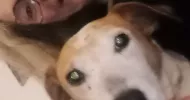 avatar petsitter